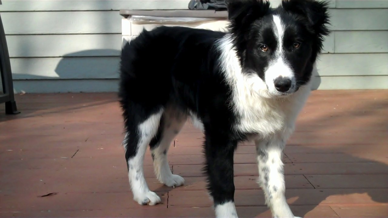 Puppies vs Adult Height/Weight General Border Collie